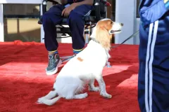 Dog-Show-20230191