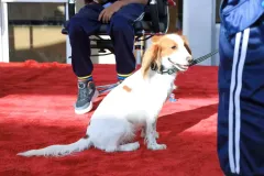 Dog-Show-20230192