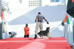 Dog-Show-20230234