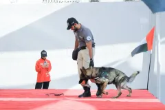 Dog-Show-20230240