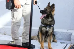 Dog-Show-20230243